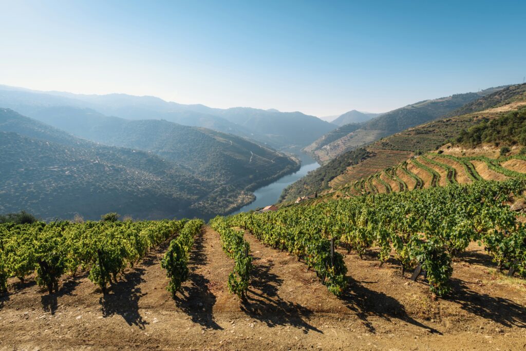 Douro Vineyards